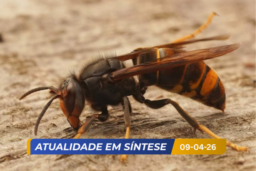 Luxemburgo dá até 300 euros para eliminação de ninhos de vespa asiática